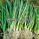 京譽(yù)河南農(nóng)家大蔥苗新鮮現(xiàn)挖大蔥栽子蔥苗山東大蔥秧苗小苗春季移栽苗 大蔥苗子100顆