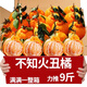 澤鮮達(dá) 四川不知火丑橘丑八怪桔子當(dāng)季耙耙柑新鮮水果禮盒 3斤精選裝