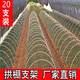 20根小拱棚支架拱桿竿大棚內棚套棚骨架玻璃纖維桿地膜園藝農用 5毫米粗2米長(cháng)20根