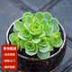 墨一【送貨上門(mén)】多肉植物帶盆組合套裝多肉辦公室綠植花卉教師節禮物 翡翠球玫瑰【塑料盆栽好】