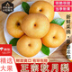 騎猴趕馬山東秋月梨新鮮水果現(xiàn)摘現(xiàn)發(fā)當(dāng)季時(shí)令水果特級(jí)秋月梨子 凈重4.5斤 | 4-6個(gè) 老樹果