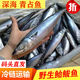 青魚(yú)冷凍6斤青占魚(yú)鲅魚(yú)鮐鲅魚(yú)整條青花魚(yú)新鮮馬鮫魚(yú)深海海鮮水產(chǎn) 鮐鲅魚(yú)（整箱3斤）凈重2斤