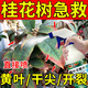 桂花枯葉病黃葉焦葉尖干葉蟲孔葉斑病落葉專用肥桂花樹肥料營養(yǎng)液 3瓶
