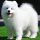 本秋薩摩耶犬幼犬寵物狗活體 純種雙血統(tǒng)薩摩熊版狼版 薩摩耶狗子幼崽 寵物級(jí) 公