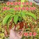 室內花卉盆景盆栽 捕蟲(chóng)驅蚊 捕蠅草食蟲(chóng)植物 豬籠草 綠植吊蘭花草 (豬籠草一盆2棵裝8-10籠子) 帶盆栽好