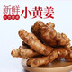 舅甜果蔬云南羅平新鮮小黃姜（現(xiàn)挖現(xiàn)發(fā)）高山生姜月調(diào)味料農(nóng)家自種蔬菜 3斤
