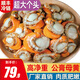 海鄉客 特大號冷凍帶黃扇貝肉 大帆立貝肉生鮮貝類(lèi)海鮮燒烤食材商用批發(fā) 超大扇貝肉1000g約40-60只 【商超同售】