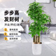 雙盟發(fā)財樹盆栽好養(yǎng)大綠植招財喬遷步步高1.3-1.4m金邊飛絲盆源頭直發(fā)