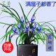 春蘭藍蝴蝶 中矮種蘭花苗 夏帶花苞出售濃香花卉新手好養蘭花盆栽 4苗連體裸根 關(guān)注配肥