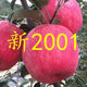 山東煙臺棲霞紅富士嫁接蘋(píng)果苗新2001條紅蘋(píng)果水晶紅富士蘋(píng)果樹(shù)苗 1公分粗左右