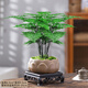 花行榜盆栽植物室內(nèi)花卉綠植 精品小文竹+蓮花盆+底座+苔蘚源頭直發(fā)