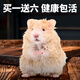 金絲熊波利倉(cāng)鼠活體波利熊長(zhǎng)毛蜜次日達(dá)長(zhǎng)卷毛鴿灰密直毛黑黃波利 蜜波利 卷毛妹妹