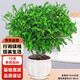 行湘清香木胡椒木綠植盆栽桌面客廳綠植 清香胡椒木+陶瓷盆 源頭直發(fā)