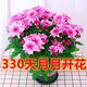 重瓣荷蘭菊盆栽四季開(kāi)花荷蘭菊花苗千頭菊花室內(nèi)外花卉 菊花粉色帶花苞發(fā)貨 不帶盆