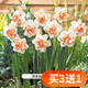 歐悟重瓣帶芽水仙花種球盆栽 百合花種球郁金香水養(yǎng)綠植花卉室內(nèi)盆栽 A款重瓣水仙花球5個+花盆+營養(yǎng)液