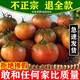 丹東草莓柿子西紅柿新鮮自然熟鐵皮柿子盤(pán)錦堿地生吃水果番茄W 5斤
