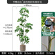 羅曼媽媽仿真綠植鴨腳木高端輕奢室內客廳大盆栽羅曼媽媽仿生植物落地裝飾 1.8米5桿特型鴨腳木送PP盆奶茶棕