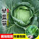 黃心甘藍(lán)苗秧苗大頭菜苗包菜苗子菜園庭院露天春秋季種植蔬菜苗籽 黃心甘藍(lán)苗20棵 苗場(chǎng)直發(fā)