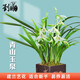劉閣蘭花建蘭四季蘭花苗矮種禪月達摩 現帶花苞出售桌面盆栽花卉好養綠植 青山玉泉3苗連體裸根帶花苞