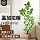 臨雅孟加拉榕綠植室內客廳大盆栽陽(yáng)臺造型黃金榕高山榕樹(shù)網(wǎng)紅落地盆景 孟加拉榕樹(shù)1.6-1.8m+草編盆