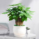 綠蔭巷子發(fā)財(cái)樹盆栽室內(nèi)客廳桌面綠植小盆景三桿發(fā)財(cái)樹苗招財(cái)樹植物花卉 【現(xiàn)代花形瓷盆】3連桿+石子