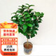 克瑞墨大牡丹茶花樹(shù)苗紅花綠植盆景地栽盆栽 六年苗克瑞墨 不含盆