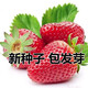 丹東99大草莓種籽四季花種籽子草莓苗種植蔬菜種孑花卉種子 草莓200粒 常規(guī)