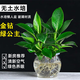 綠有意金鉆盆栽植物水培綠植花卉多肉辦公室內(nèi)去吸除甲醛鉑金鉆綠公主 金鉆25cm3棵(冬瓜瓶)+營(yíng)養(yǎng)液 含盆
