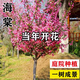 海棠樹(shù)苗庭院地栽高桿西府海棠垂絲海棠花耐寒植物花北美海棠帶土 精品：7公分【樹(shù)形優(yōu)美】海棠樹(shù)
