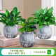 綠有意綠蘿籮發(fā)財樹綠植盆栽花卉室內(nèi)吸除甲醛桌面水培懶人植物四季好養(yǎng) 吸甲醛3盆】金鉆+綠蘿+碧玉