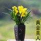 艾瑩超香名貴蘭花【金玉滿(mǎn)堂】濃香大花朵盆栽室內花卉建蘭綠植蘭草 黃金美人2苗連體