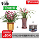 劉閣蘭花四季蘭花苗中華紅 夏帶濃香花苞出售內(nèi)帶多個好養(yǎng)花卉盆栽 中華紅3苗+紫薇粉荷2苗+土3包