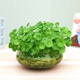 萌肉居招財水培植物辦公室盆栽金錢(qián)草室內綠植銅錢(qián)草草根源頭直發(fā)