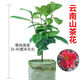 云南山茶花樹(shù)苗室外庭院風(fēng)景獅子頭盆栽花園綠化原土原盆耐寒花卉 云南山茶花三年原生苗1株