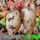 江西大個藠頭蕎頭新鮮茭頭教頭叫頭種子蔬菜芥頭薤白農(nóng)家自種蕌頭 精選5斤特大蕎頭單果12g左右 蕎頭