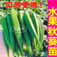 大菜鄉(xiāng)壽光水果秋葵苗秧紅黃綠秋葵種子耐老大果超嫩易種四季盆栽帶土球 水果秋葵苗12棵+送1包肥
