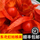 辰實(shí)【順豐】紅姑娘果 東北紅菇娘 苦姑娘果 掛金燈錦燈籠果 2斤