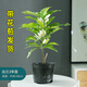 白蘭花盆栽花卉植物室內玉蘭樹(shù)苗帶花苞四季開(kāi)花濃香黃角綠植好養 白蘭3年苗高度40-50cm 帶花苞 不含盆