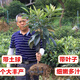 枇杷樹(shù)苗嫁接大五星枇杷苗地栽盆栽早鐘六號枇杷嫁接苗南北種植 大五星枇杷苗（帶土帶葉發(fā)貨） 五年苗