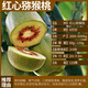 MPPMCK獼猴桃樹(shù)苗公母同株果苗紅心軟棗徐香彌猴桃苗公母同株南方北方奇 紅心5年苗【雌雄同體】買(mǎi)2贈1 一 40cm(含)-50cm(不含)