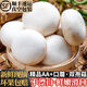 壹萌果蔬口蘑新鮮【順豐冷鏈】雙孢菇鮮菌菇白蘑菇菌菇口菇 【精選AA+級】1000g