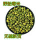 【頭采新貨】菊花米胎菊花茶新花干胎菊王桐鄉(xiāng)正宗杭白菊胎菊米 特級(jí)頭采胎菊米500克