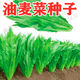 油麥菜種子四季香油麥菜籽四季農家田園陽(yáng)臺盆栽蔬菜種子大全 綠油麥菜種子【1包 約300?！? title=