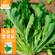 IDEAL理想農業(yè) 雪里蕻種子雪菜籽盆栽雪里紅大葉九頭鳥(niǎo)種子咸菜排菜籽