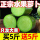 鹿凌青水果蘿卜正宗濰坊綠蘿卜新鮮甜脆維縣蘿卜當(dāng)季蔬菜現(xiàn)挖生吃蘿卜 買五斤加發(fā)五斤(10斤精品果)10斤