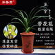 華香園蘭花 龍字 春蘭老八種之一 濃香型不帶花苞室內外辦公室內綠植 龍字5苗帶盆(紅色盆)帶花苞