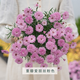 塔莎的花園瑪格麗特盆栽帶花花苗糖果粉巨人庭院陽(yáng)臺菊科花卉 瑪格麗特 重瓣愛(ài)麗絲粉色 140