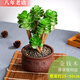 雅卉植物多肉植物新款含盆帶土老樁盆栽植物室內綠植小盆栽盆景 厚德載物紫砂收口盆[金錢(qián)木] 帶盆栽好