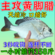 魚(yú)誘黃腳臘餌料】釣黃腳立黑鯛魚(yú)專(zhuān)用餌打窩料淺海黃翅鰭蠟小藥誘魚(yú)劑 新手嘗鮮裝【一包裝】