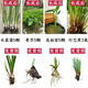 臨雅魚(yú)缸真水草水培植物造景凈水菖蒲水養龜缸水生好養耐活綠植盆栽 套餐三(5水菖+5青芋+5慈菇+3燈)